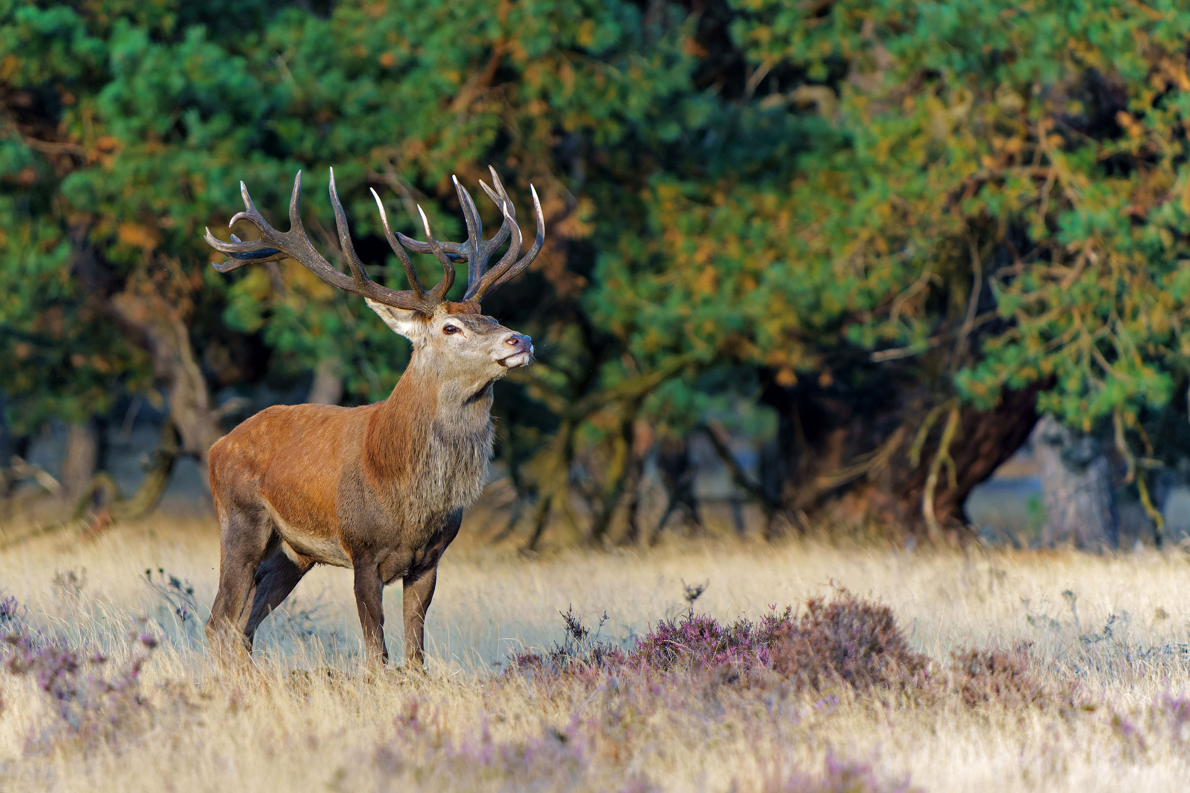 De Veluwe
